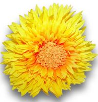 Chrysantheme Teddy 63cm Goldgelb