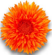 Chrysantheme Teddy 63cm Orange