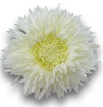 Chrysantheme Teddy 63cm Weiß