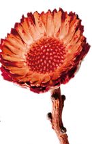 Compacta Rosette orange (37) 40St.