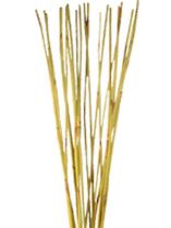 Elephanten Reed gelb 20St.