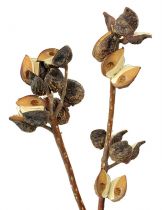 Hakea mittel 5-9 natur 20St.