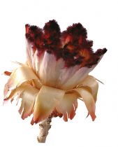Nerifolia Bud (0) 250St.