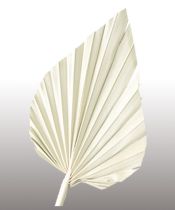 Palmspear gebleicht 20St.