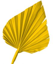 Palmspear gelb 65St.