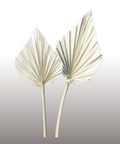 Palmspear mini gebleicht 50St.