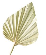Palmspear natur 100St.