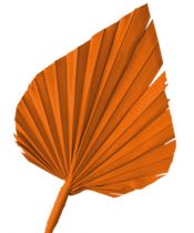 Palmspear orange 65St.