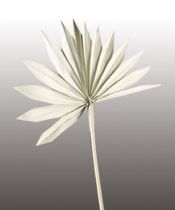 Palmspear Sun mini gebleicht 30St.