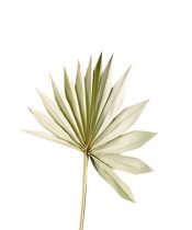 Palmspear Sun mini natur 50St.
