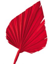 Palmspear rot 65St.