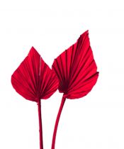 Palmspear mini rot 100St.