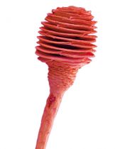 Platyspermum 1 rot (150) 25St.