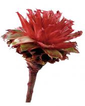 Plumosum 1 rot (34) 25St.
