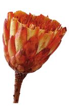 Repens Cup rot (28) 250St.