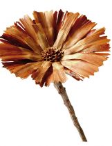 Repens Rosette natur 6-7cm (7) 50St.