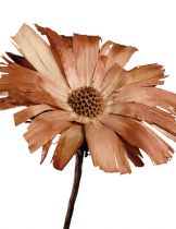Repens Rosette Super 10 - 12cm 20St.
