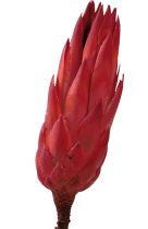 Repens rot (15) 300St.