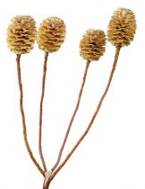 Sabulosum 4-6 (24) 200St.