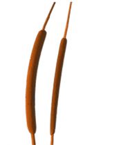 Schilfkolben mini orange 70St.