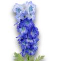 Rittersporn 90cm Blau