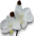 Orchidee mini 25cm Weiß, Gelb