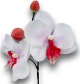 Orchidee mini 25cm Weiß, Fuchsia