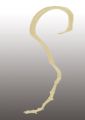 Banana Stick weiss 5St.