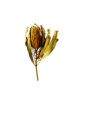 Banksia Hookerana gelb 7St.