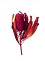 Banksia Hookerana rot 7St.