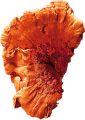 Baumschwamm orange 1kg