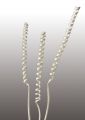 Cane Spring mini gebleicht 25St.
