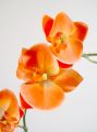 Orchidee x2 60cm lachs