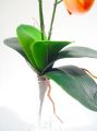 Orchidee x2 60cm lachs