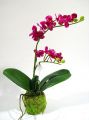 Orchidee purple 36cm mit Moosballen