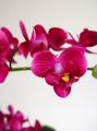 Orchidee purple 36cm mit Moosballen