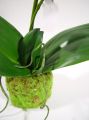 Orchidee purple 36cm mit Moosballen