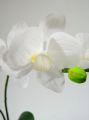Orchidee im Topf 30cm weiß