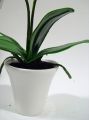 Orchidee im Topf 30cm weiß