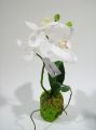Orchidee weiß 24cm mit Moosballen