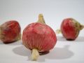 Zwiebel rot 4cm (24St.)
