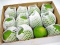 Limonen grün 8,5cm (12St.)