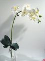 Orchidee weiß 82cm mit Blätter und Luftwurzeln
