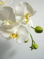 Orchidee weiß 82cm mit Blätter und Luftwurzeln
