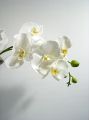 Orchidee weiß 82cm mit Blätter und Luftwurzeln