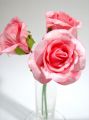 Rose Gracia rosa 5cm (27St.)