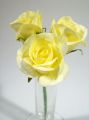 Rose Gracia gelb 5cm (27St.)