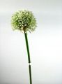 Allium 87cm creme