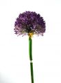 Allium 87cm lavendel
