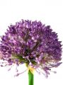 Allium 87cm lavendel